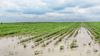 Magazine article aboutThe-climate-s-toll-on-agriculture-insurance-A-pricing-paradigm-shift 